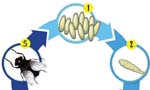levenscyclus van de huisvlieg