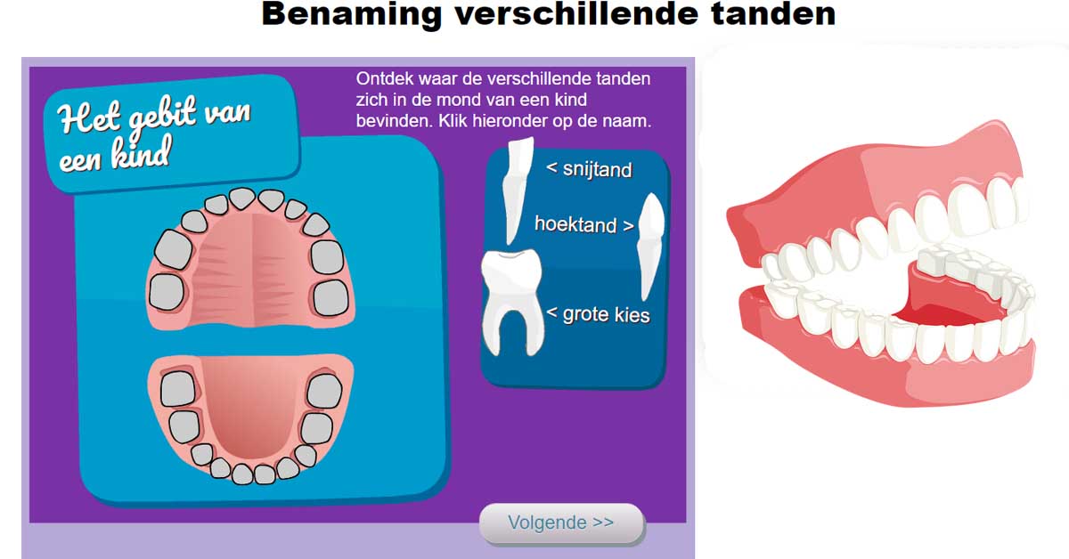 Regelmatigheid crisis Veilig Benaming verschillende tanden