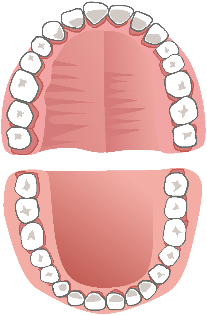 Regelmatigheid crisis Veilig Benaming verschillende tanden