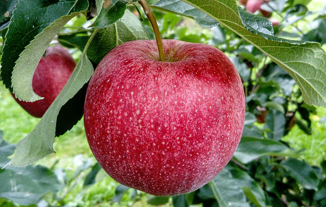 nieuws Encommium Betrokken Puzzel fruit appel