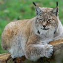 Lynx